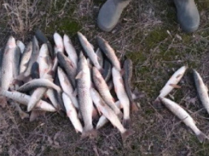 Мариупольский браконьер выловил рыбу почти на 28 тысяч гривен