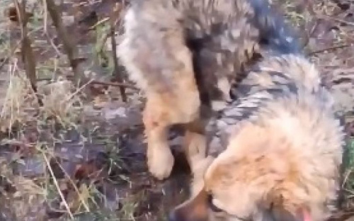Полицейский в Мариуполе вытащил собаку из петли догхантеров? (ВИДЕО)