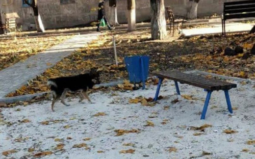 Укусила прохожего: мариупольцы жалуются на агрессию чипированной бродячей собаки
