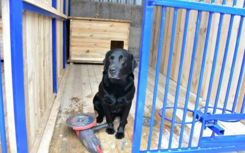В сети появились фото «квартир» для служебных собак, строящихся в Мариуполе