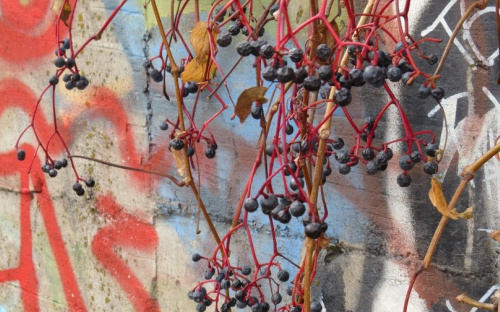 Street art галерея появилась в центре Мариуполя на заброшенной стоянке (ФОТОФАКТ)