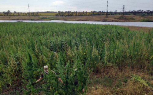 Плантацию гигантской конопли обнаружили в прифронтовой зоне вблизи Мариуполя
