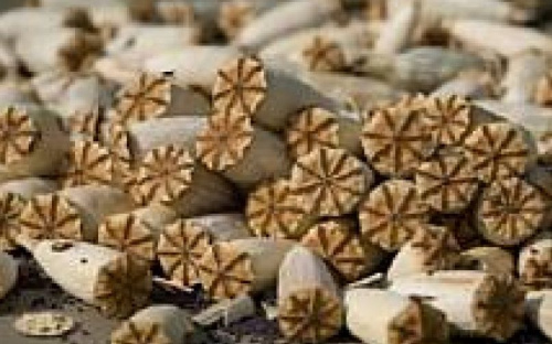 Мариупольских полицейских, торговавших маковой соломкой, хотят выпустить под залог