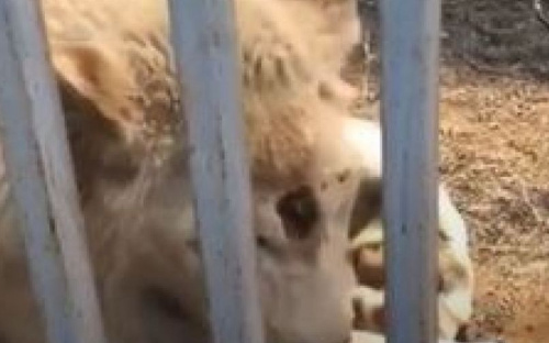 Стала известна история израненного белоснежного львенка из Мариупольского зоопарка