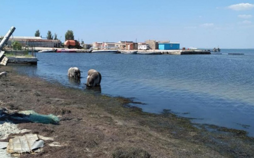Свиньи облюбовали море под Мариуполем