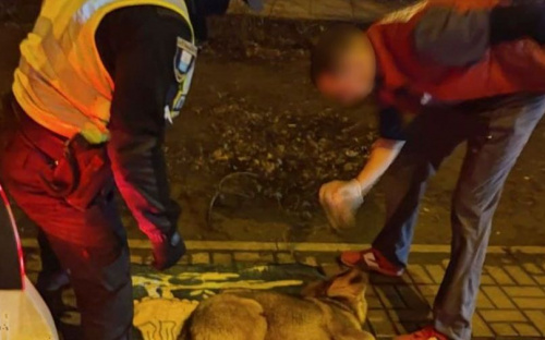 Мариупольские полицейские спасали пса, попавшего под колеса автомобиля