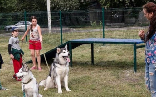 Мариупольцы хотят обустроить площадку для выгула собак