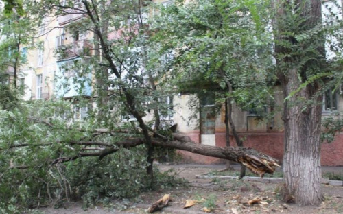 Обесточенные дома, упавшие деревья: В Мариуполе устраняют последствия шторма