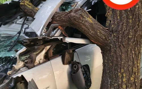 Пьяный мариуполец на Renault чудом остался жив после «встречи» с деревом