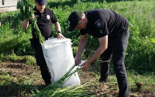 В Донецкой области полицейские нашли плантацию конопли из 4700 кустов
