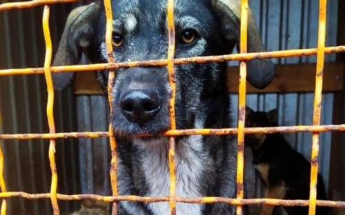 Новые вольеры и операционная: для бездомных животных в Мариуполе улучшают условия