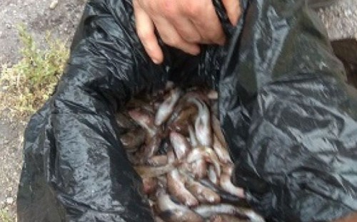 В Мариуполе браконьер разорил реку на 900 рыбин (ФОТО)