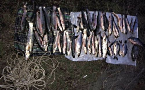 Браконьеры в Мариуполе наловили рыбы на десятки тысяч гривен