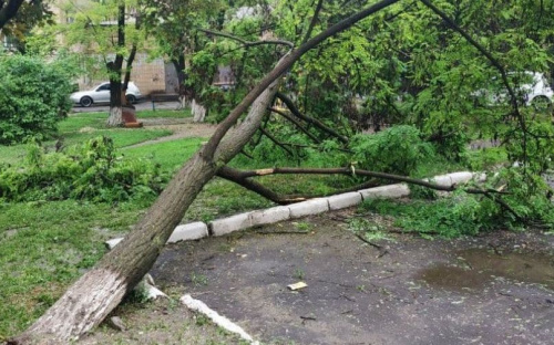 В Мариуполе стихия свалила дерево во дворе многоэтажки