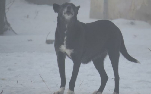 В Мариуполе собаки набросились на детей. В январе от укусов уже пострадало четыре жителя  (ФОТО+ВИДЕО)