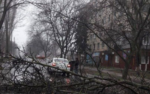 В Мариуполе на дорогу рухнуло дерево. Полиция вызвала спасателей (ФОТО)