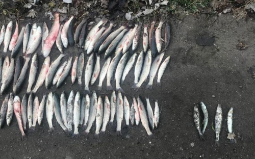 В Мариупольском районе за несколько дней рыбные браконьеры нанесли ущерб на 384 тысячи гривен