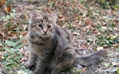 В Мариуполе хотели живьем сжечь кошку