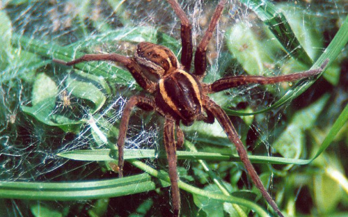 Паук-волк в Мариуполе убил кота