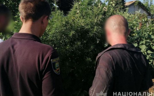 Вблизи Мариуполя заботливо вырастили двухметровую коноплю