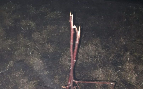 В Мариупольском районе сломали яблони