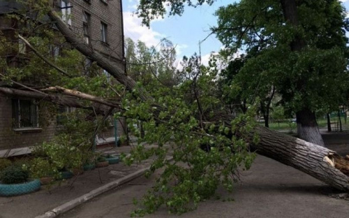 В Мариуполе штормовой ветер валит деревья (ФОТО)