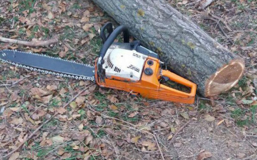В Мариуполе успешно завершилась облава на «черных лесорубов» (ФОТО)