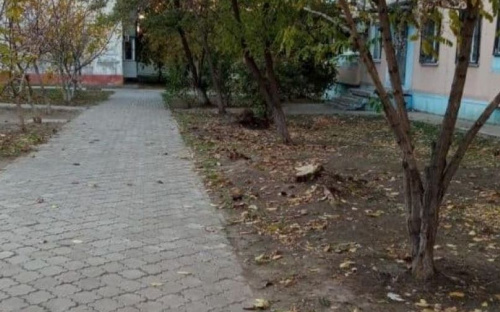 Дворнику мешали орехи: мариупольчанка обвинила коммунальщиков в спиле деревьев