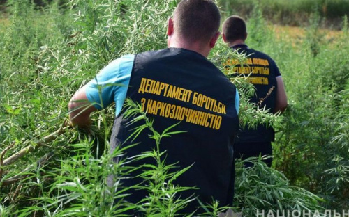 Более миллиона кустов конопли на пшеничном поле выявили под Мариуполем