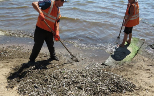 Последствия ЧП на море. С пляжей Мариуполя уже собрали более 350 кг мёртвой рыбы (ФОТОФАКТ)