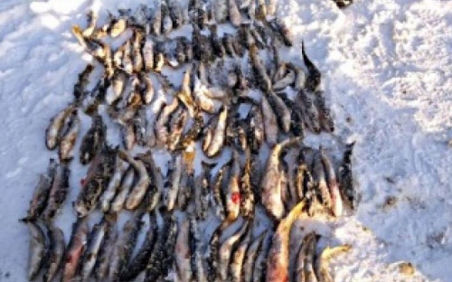 В Мариуполе на Крещение браконьер выловил пиленгаса на 81 тысячу гривен