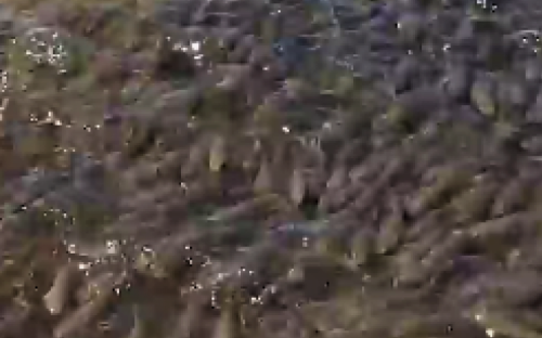 В море под Мариуполем небольшие рыбы начали собираться в косяки (ВИДЕО)