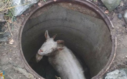 В Мариуполе коза упала в колодец