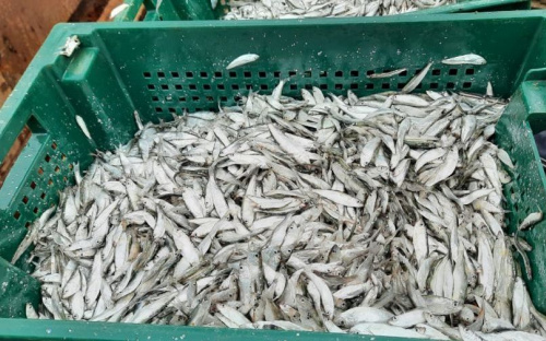 Браконьеры за выходные «порыбачили» на Азовском море на 136 тысяч гривен