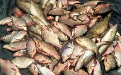 Браконьер в Мариуполе наловил более 300 кг рыбы во время нерестового запрета
