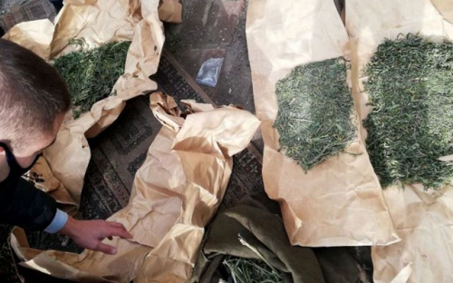 Мариуполец заготовил килограмм конопли