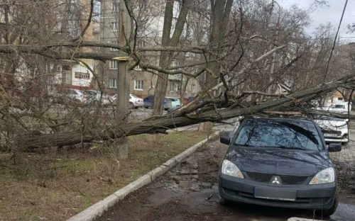 В Мариуполе деревья падают на припаркованные автомобили (ФОТО)