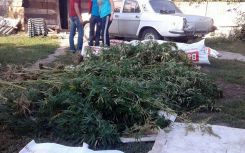 Наркоплантация как хобби: в Мариуполе ликвидировали крупные насаждения конопли (ФОТО)