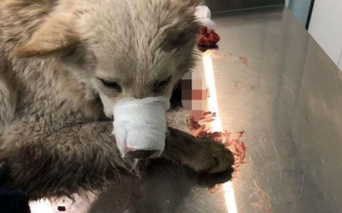 Мариупольцу грозит наказание за издевательство над собакой (ФОТО)