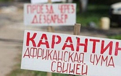 В Донецкой области новая вспышка африканской чумы свиней