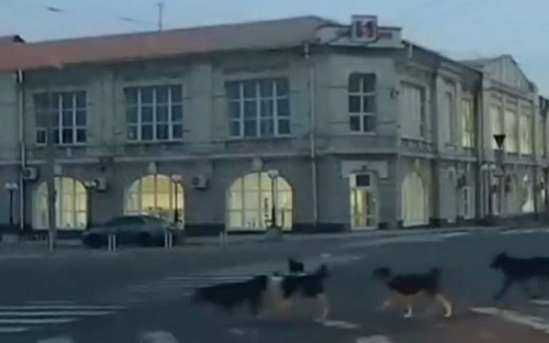 В Мариуполе собаки переходят дорогу по зебре (ФОТО+ВИДЕО)