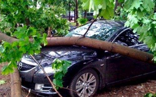 В Мариуполе водитель вылетел в кювет и въехал в дерево