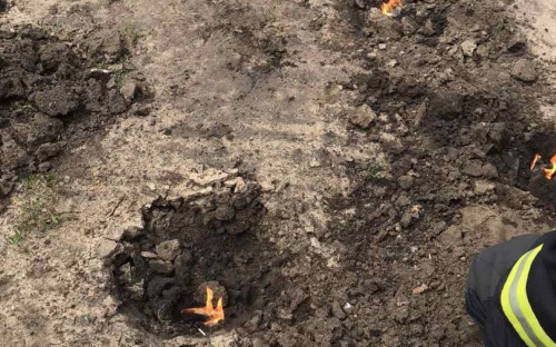 В Мариуполе опасные шершни поселились в трех детских садах (ФОТО)
