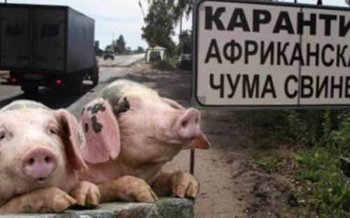 Африканская чума снова настигла Мариуполь