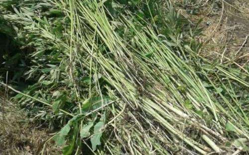 У наркоагрария взошел «урожай» в Мариуполе: начато расследование