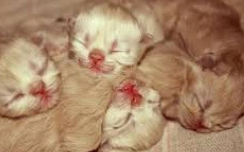 Мучительная смерть: в Мариуполе недотопленных котят выбросили в мусор (ФОТО 18+)