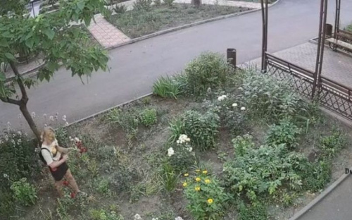 Мариупольская клумба страдает от «набегов» цветочных воров