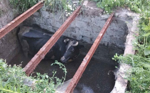 В селе под Мариуполем скотина упала в яму: подробности спецоперации