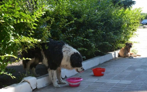 «Попил воды – напои собаку»: мариупольцев призывают спасать от жары бездомных животных