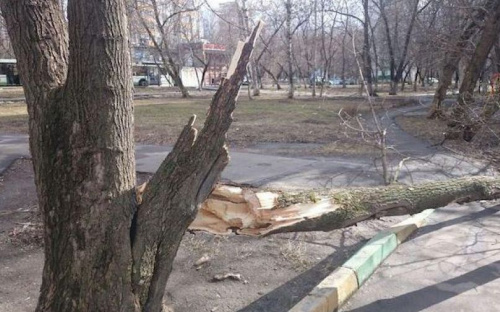 Ночной шторм в Мариуполе повалил деревья